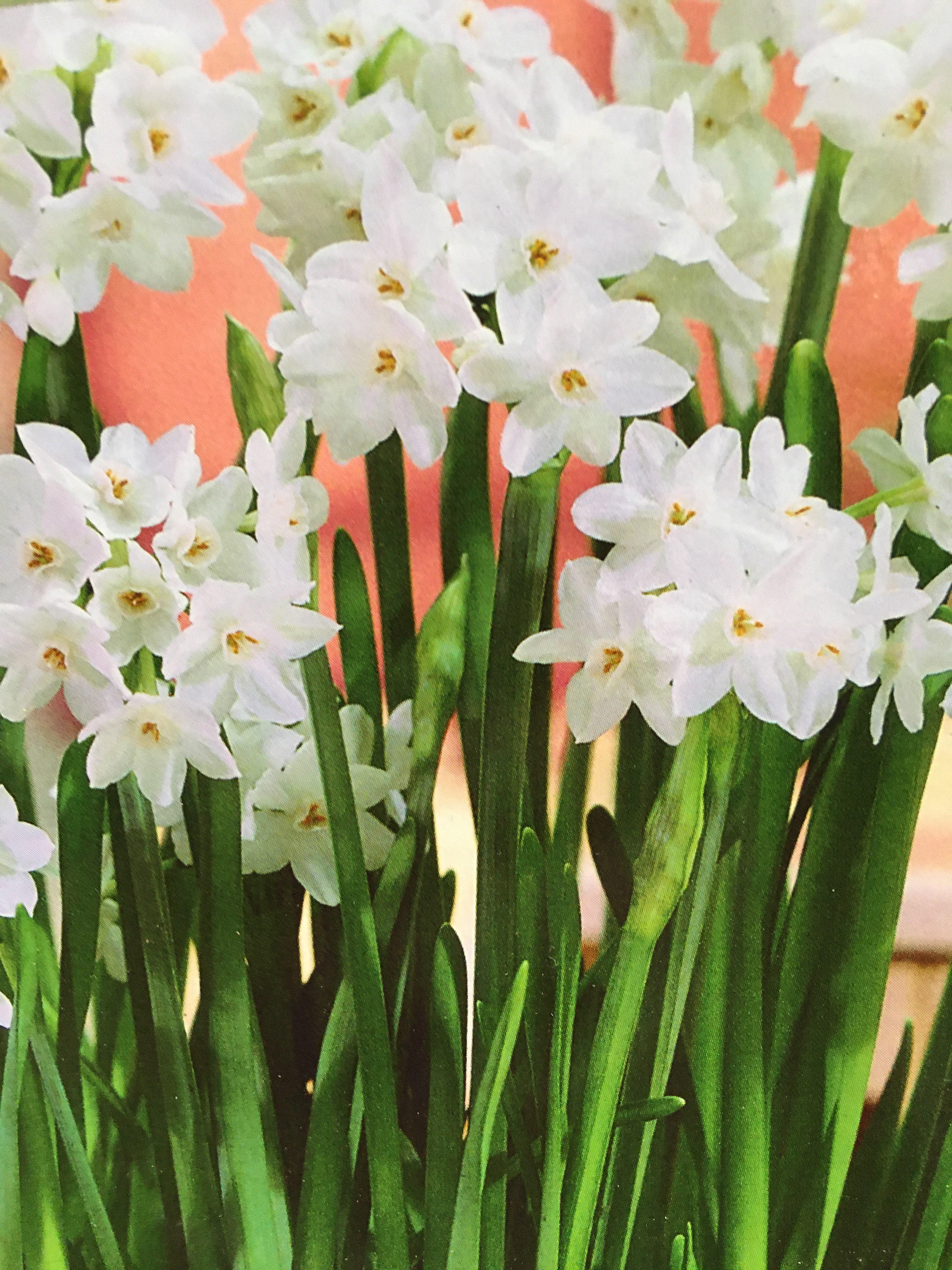 Paperwhite Care and ReBlooming Garden Barn